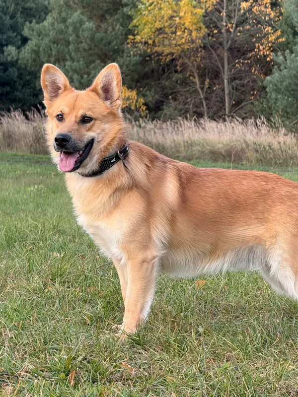 Pies do adopcji, Pieczyska, 9 listopada 2025 (2/5)