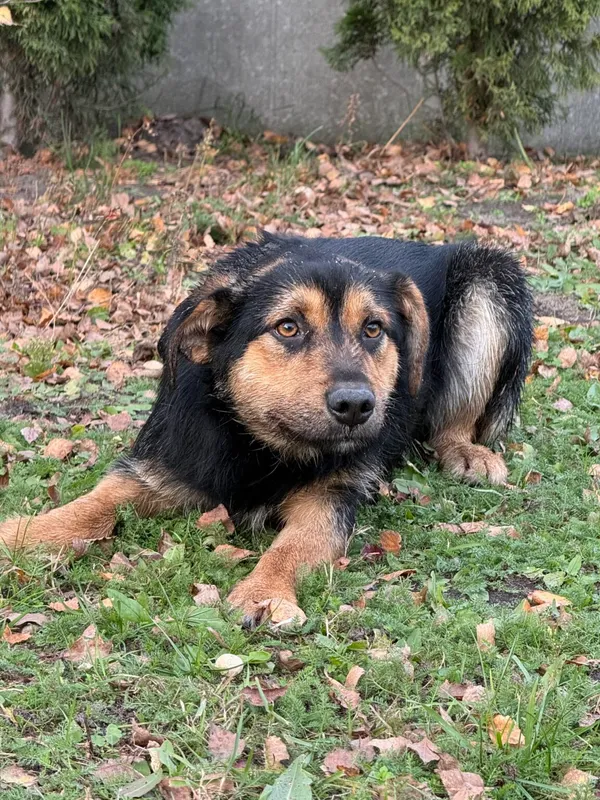 Pies do adopcji, Pieczyska, 9 listopada 2025 (3/4)