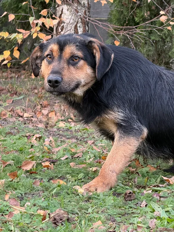 Pies do adopcji, Pieczyska, 9 listopada 2025 (4/4)