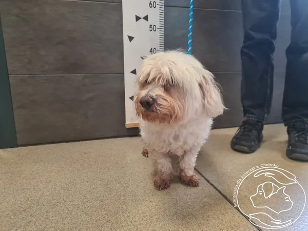 Pies do adopcji, Chełmek, 13 października 2025