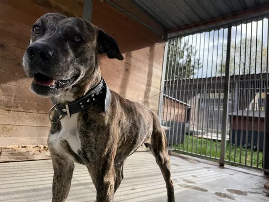 Pies do adopcji, Kraków, 25 października 2025