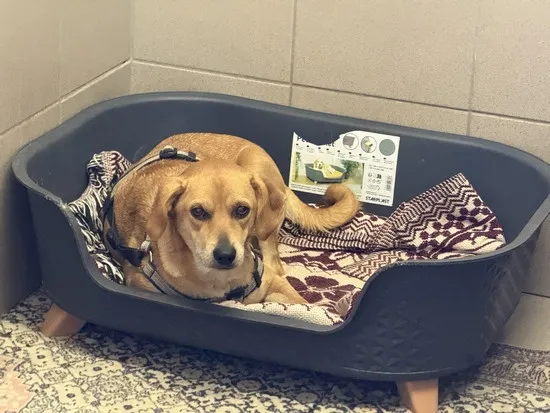 Pies do adopcji, Kraków, 25 października 2025