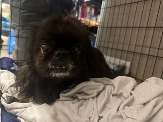 Pies do adopcji, Kraków, 27 października 2025