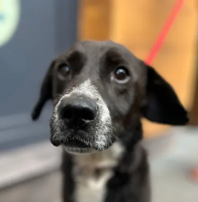 Pies do adopcji, Oborniki, 30 lipca 2025