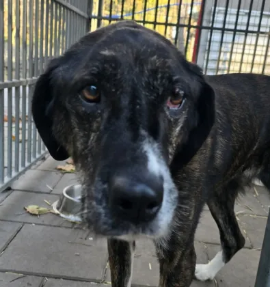 Pies do adopcji, Oborniki, 9 października 2025