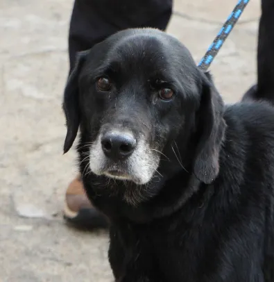 Pies do adopcji, Oborniki, 9 października 2025