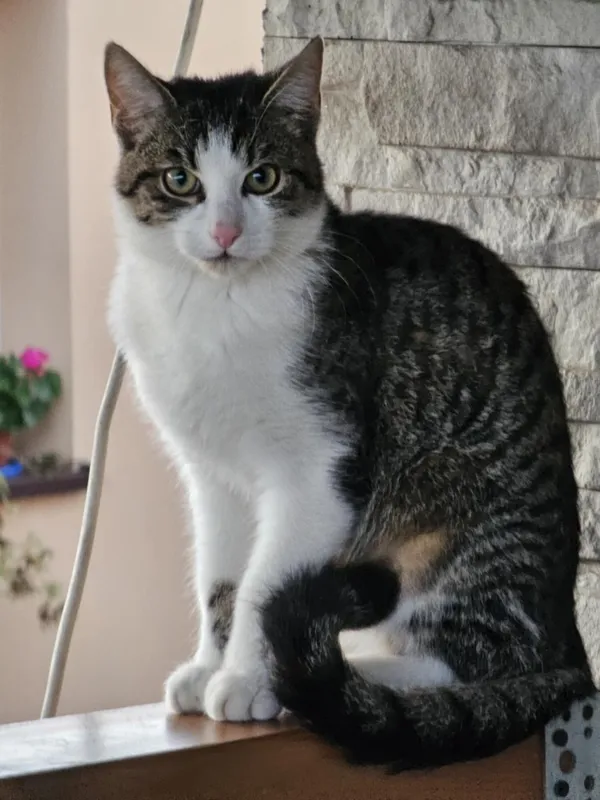 Zaginął kot, Łódź, 10 listopada 2025