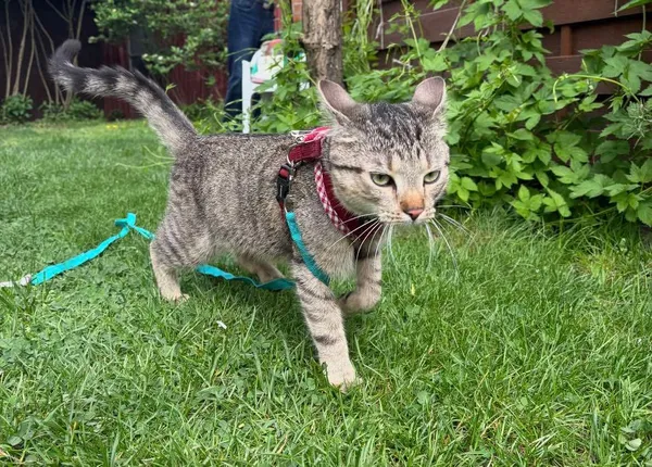 Zaginął kot, Kościan, 10 listopada 2025 (1/5)