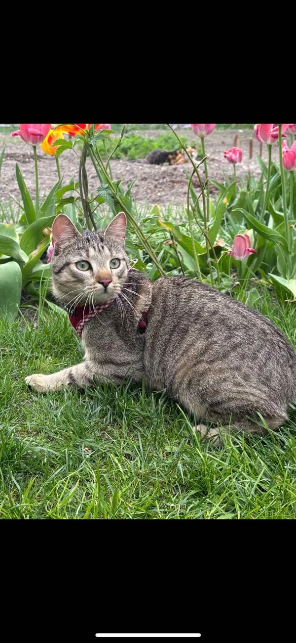 Zaginął kot, Kościan, 10 listopada 2025 (2/5)