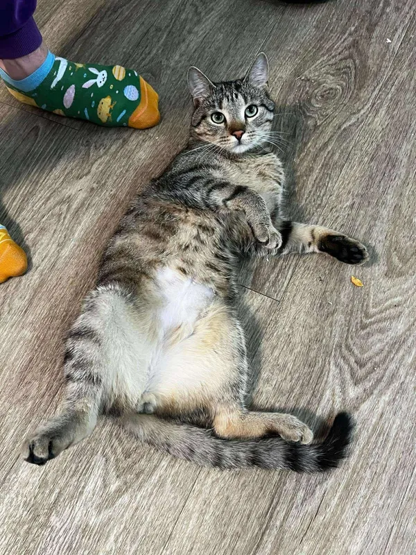 Zaginął kot, Kościan, 10 listopada 2025 (3/5)