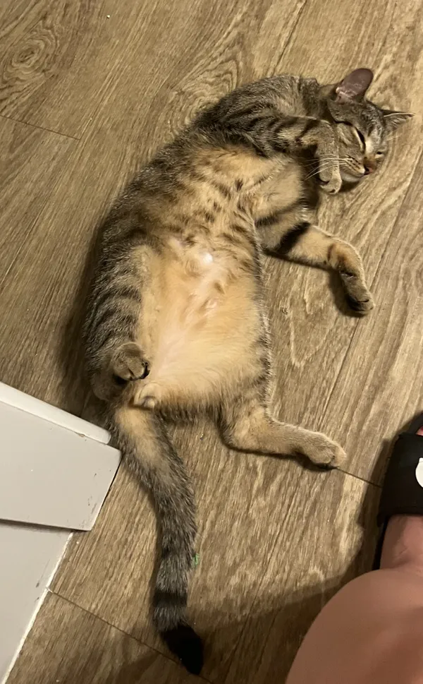 Zaginął kot, Kościan, 10 listopada 2025 (5/5)