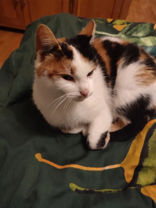 Znaleziono kota, Łódź, 10 listopada 2025