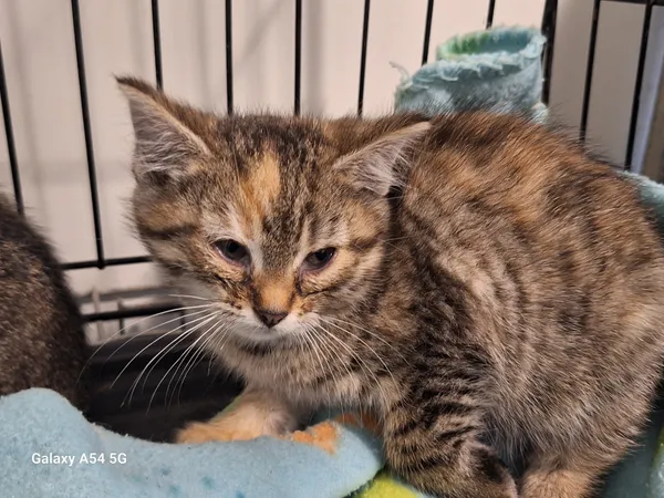 Kot do adopcji, Orzechowce, 7 listopada 2025 (2/5)