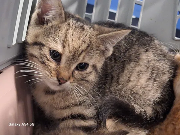 Kot do adopcji, Orzechowce, 7 listopada 2025 (5/5)