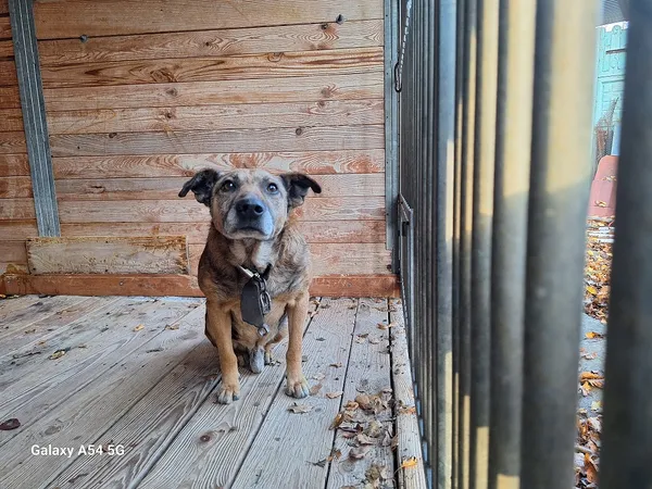 Pies do adopcji, Orzechowce, 10 listopada 2025 (5/5)