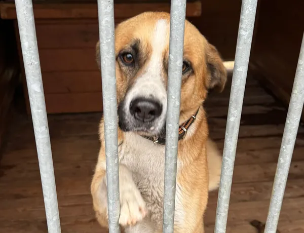 Pies do adopcji, Głowno, 10 listopada 2025 (1/2)