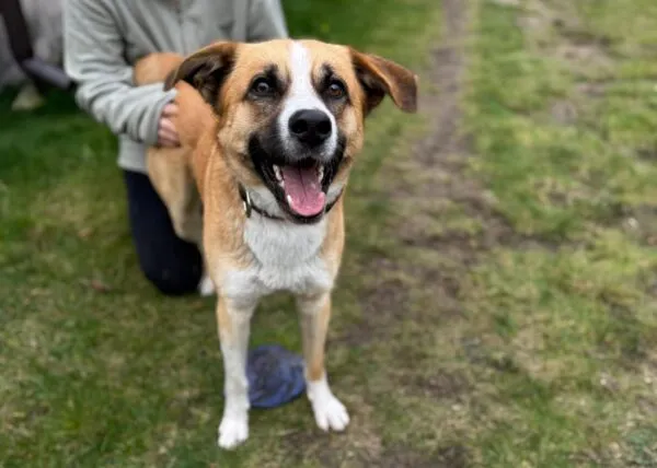 Pies do adopcji, Głowno, 10 listopada 2025 (2/2)