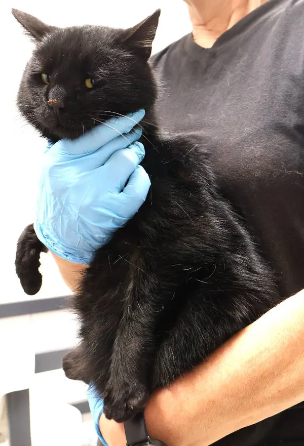 Znaleziono kota, Łódź, 10 listopada 2025 (1/2)