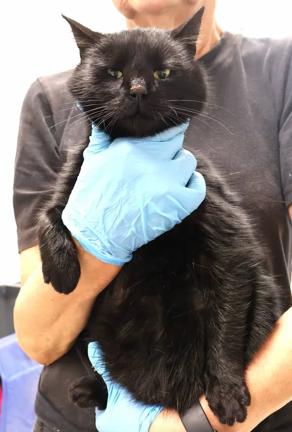 Znaleziono kota, Łódź, 10 listopada 2025 (2/2)