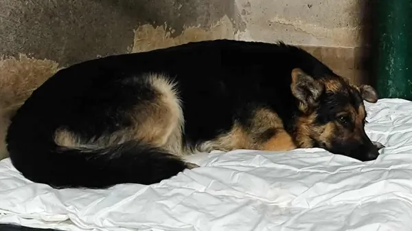 Znaleziono psa, Toruń, 8 listopada 2025