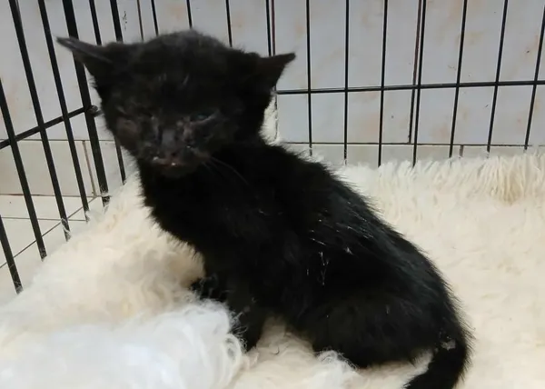 Znaleziono kota, Toruń, 7 listopada 2025