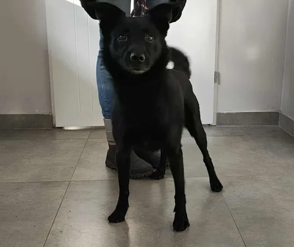 Znaleziono psa, Toruń, 7 listopada 2025