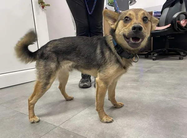 Znaleziono psa, Toruń, 6 listopada 2025