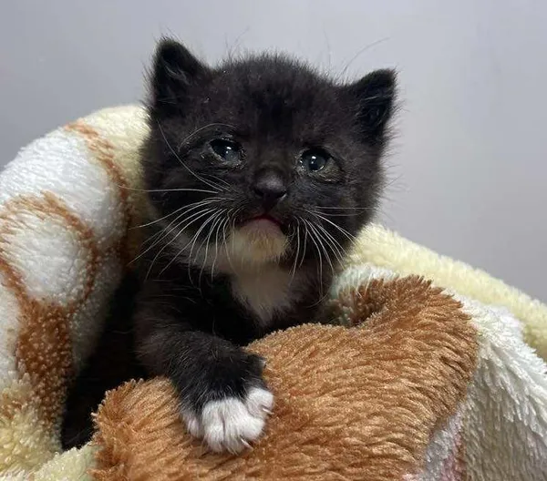 Znaleziono kota, Toruń, 6 listopada 2025