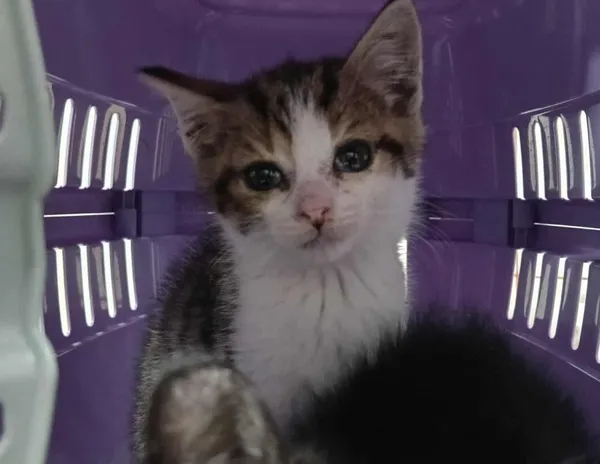 Znaleziono kota, Toruń, 5 listopada 2025