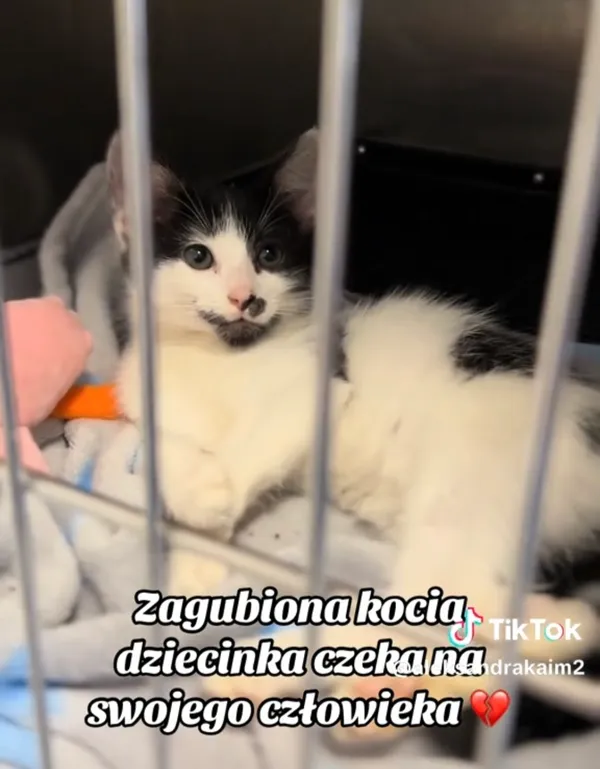 Kot do adopcji, Radom, 10 listopada 2025