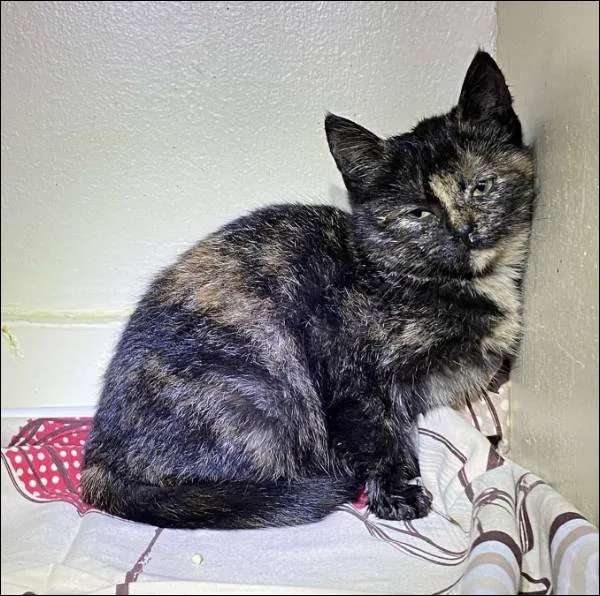 Znaleziono kota, Grudziądz, 10 listopada 2025