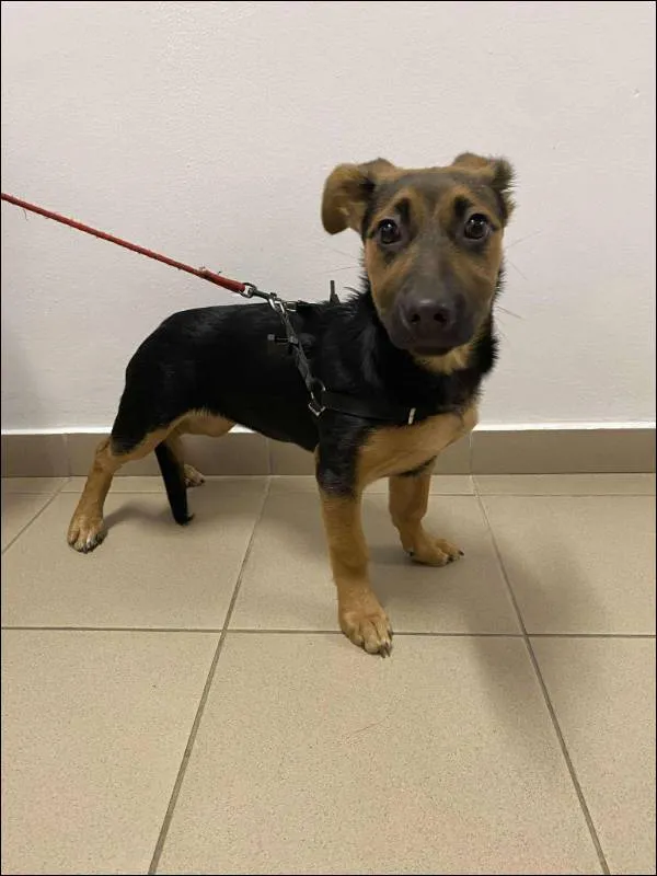 Znaleziono psa, Grudziądz, 9 listopada 2025