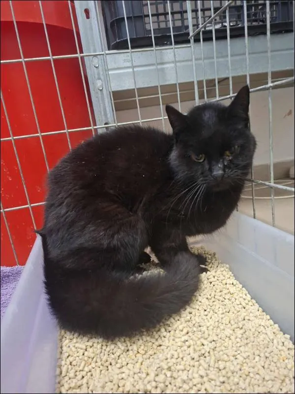 Znaleziono kota, Grudziądz, 10 listopada 2025