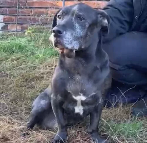 Pies do adopcji, Głowno, 10 listopada 2025 (3/4)