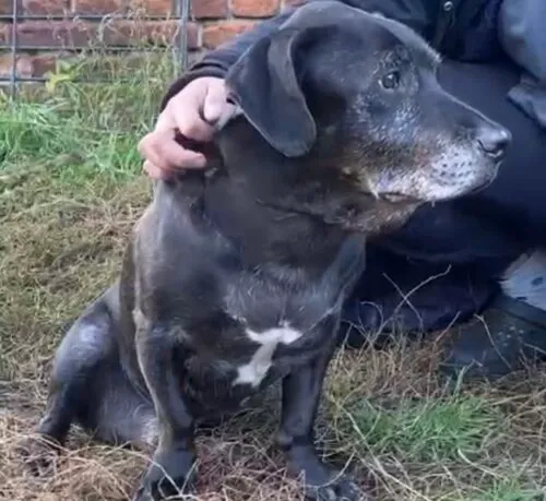 Pies do adopcji, Głowno, 10 listopada 2025 (4/4)