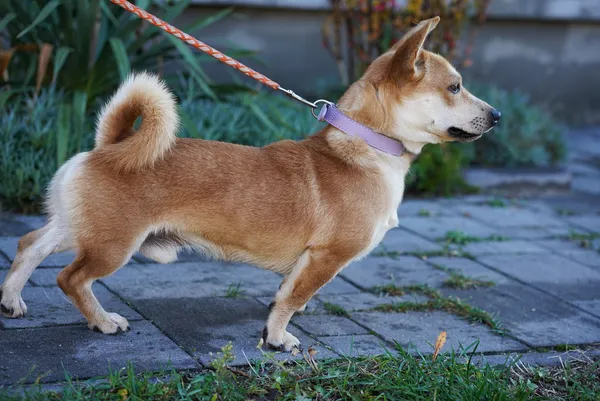 Oddam psa, Warszawa, Śródmieście Północne, 11 listopada 2025 (2/5)