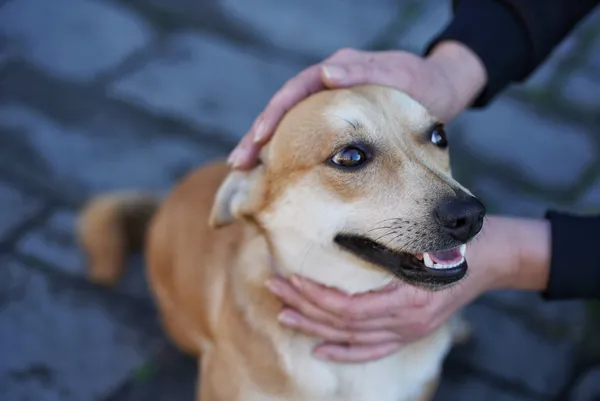 Oddam psa, Warszawa, Śródmieście Północne, 11 listopada 2025 (5/5)