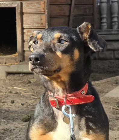 Pies do adopcji, Oborniki, 3 marca 2025