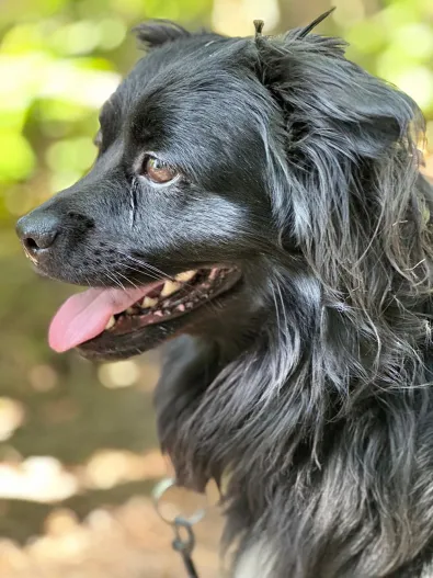 Pies do adopcji, Oborniki, 12 czerwca 2025