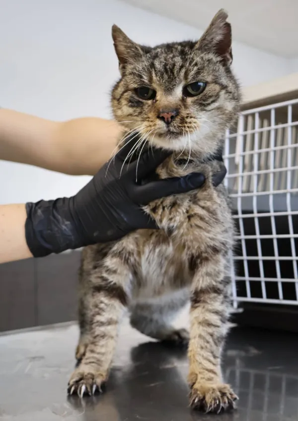 Znaleziono kota, Łódź, 11 listopada 2025 (2/3)