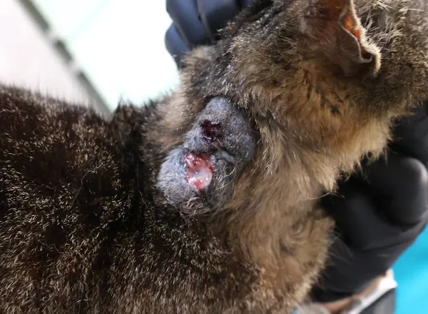 Znaleziono kota, Łódź, 11 listopada 2025 (3/3)