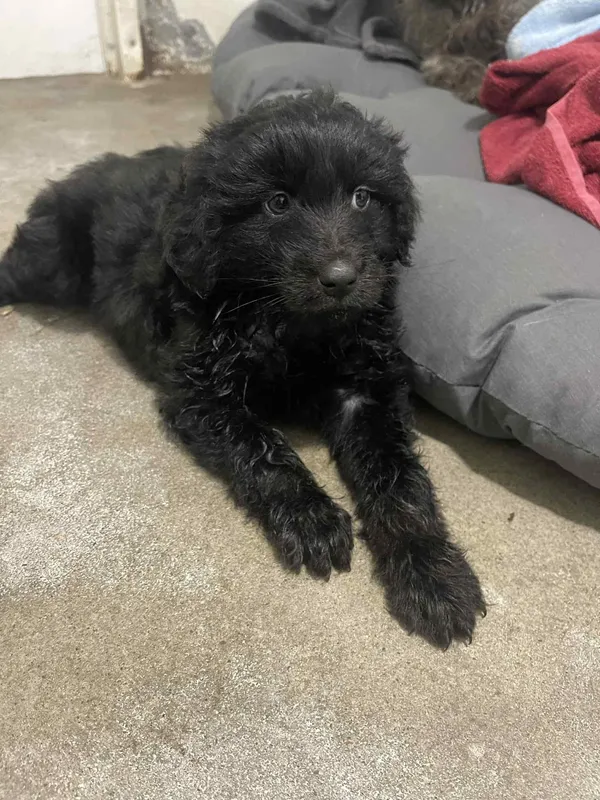 Pies do adopcji, Włocławek, 8 listopada 2025