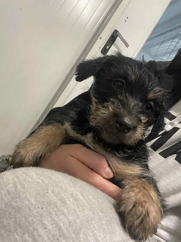 Pies do adopcji, Włocławek, 8 listopada 2025