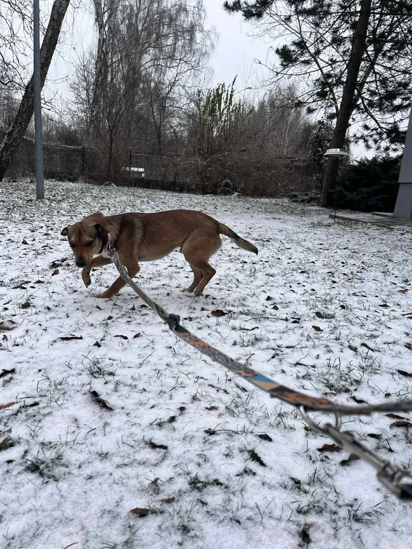 Pies do adopcji, Włocławek, 8 listopada 2025 (3/5)