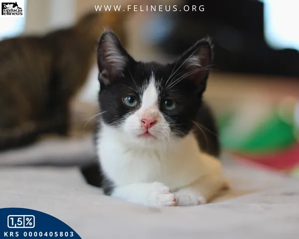 Kot do adopcji, Rzeszów, 12 listopada 2025 (2/4)