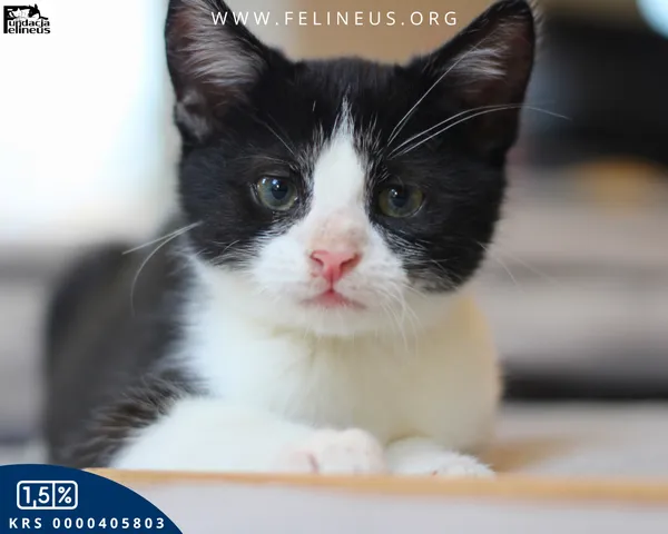 Kot do adopcji, Rzeszów, 12 listopada 2025 (4/4)