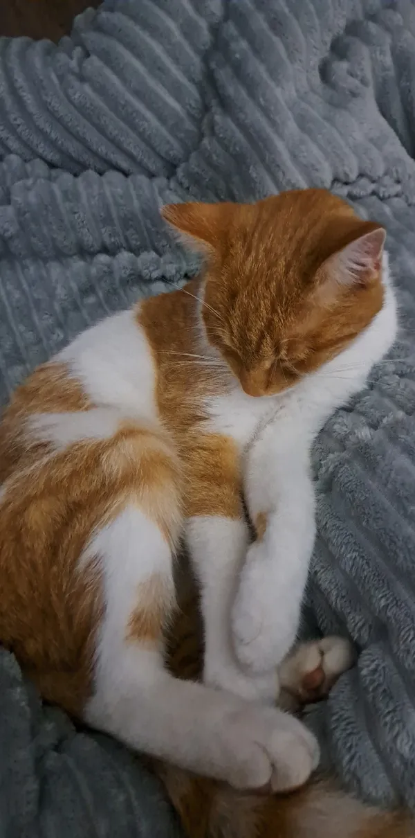 Zaginął kot, Zakopane, 12 listopada 2025 (1/3)