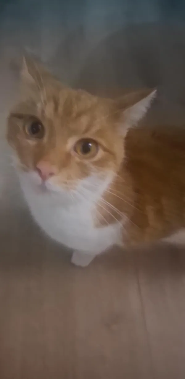 Zaginął kot, Zakopane, 12 listopada 2025 (2/3)