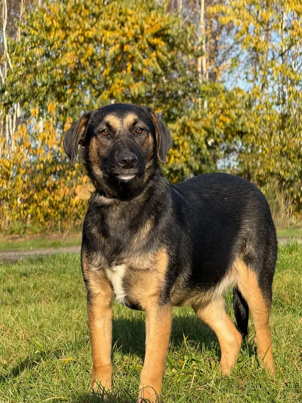 Pies do adopcji, Pieczyska, 11 listopada 2025 (4/4)