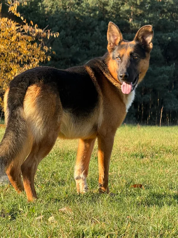 Pies do adopcji, Pieczyska, 11 listopada 2025 (3/5)